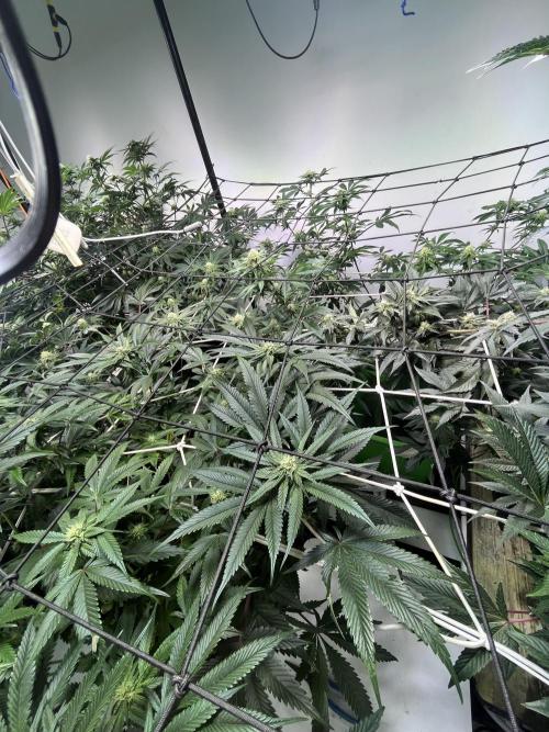 First run with the new Telos Dynamics. Week 7