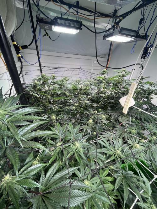 First run with the new Telos Dynamics. Week 7