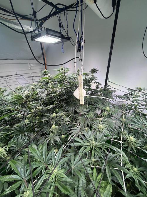 First run with the new Telos Dynamics. Week 7