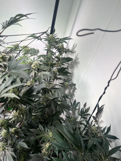 First run with the new Telos Dynamics. Week 9