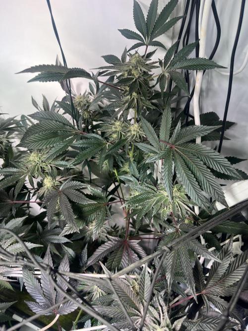 First run with the new Telos Dynamics. Week 9