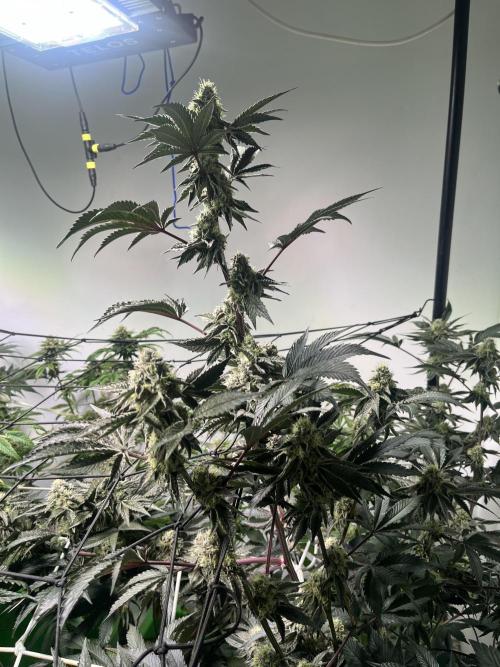 First run with the new Telos Dynamics. Week 9