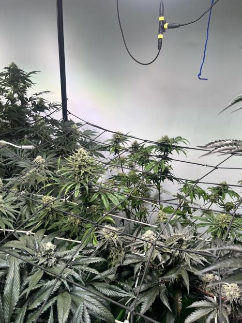 First run with the new Telos Dynamics. Week 9