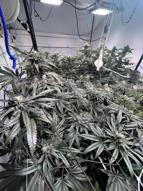 First run with the new Telos Dynamics. Week 9