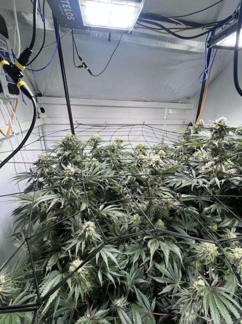 First run with the new Telos Dynamics. Week 9