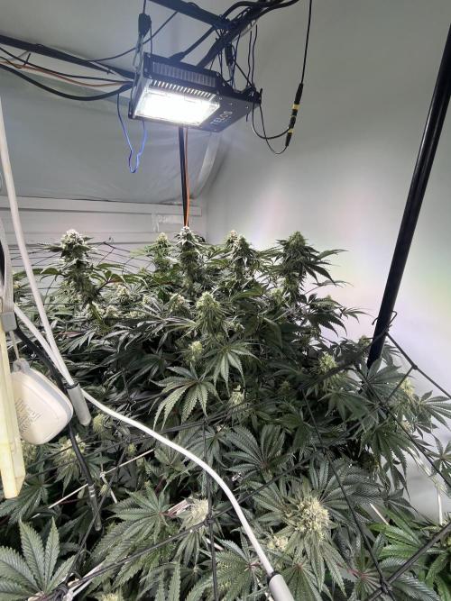 First run with the new Telos Dynamics. Week 9