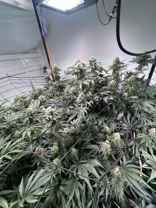 First run with the new Telos Dynamics. Week 9