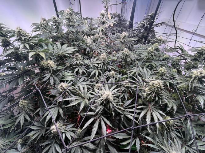 First run with the new Telos Dynamics. Week 9