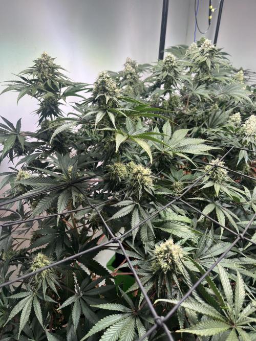 First run with the new Telos Dynamics. Week 9