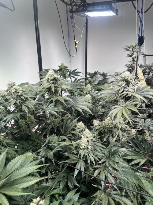 First run with the new Telos Dynamics. Week 9