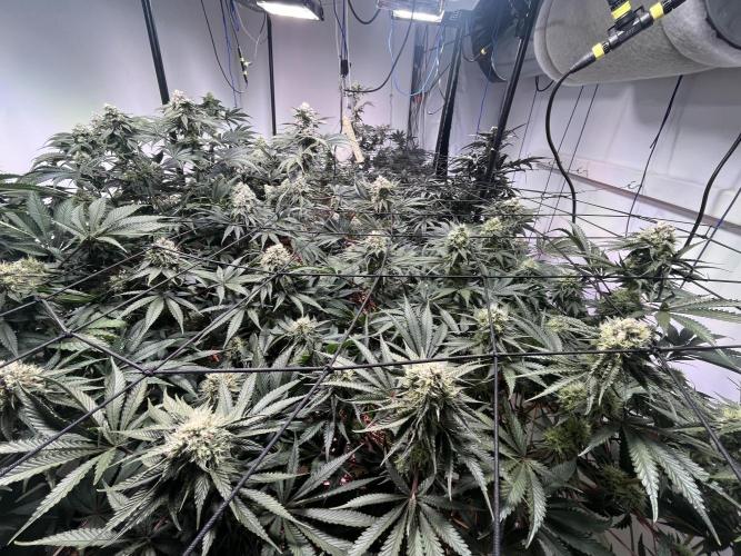 First run with the new Telos Dynamics. Week 9