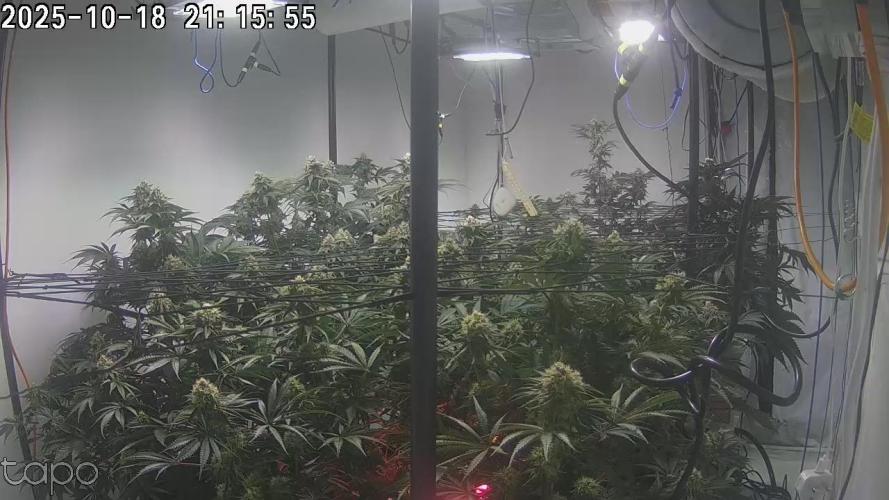 First run with the new Telos Dynamics. Week 9