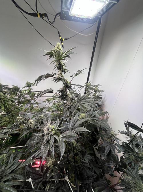 First run with the new Telos Dynamics. Week 10