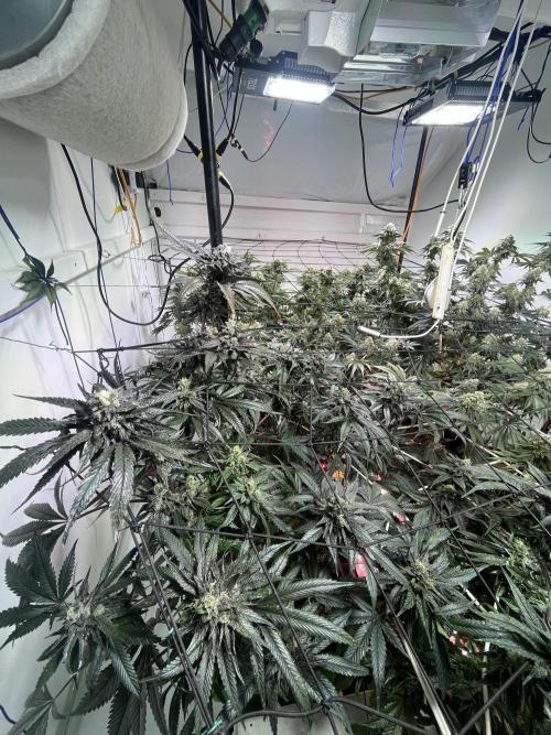 First run with the new Telos Dynamics. Week 10