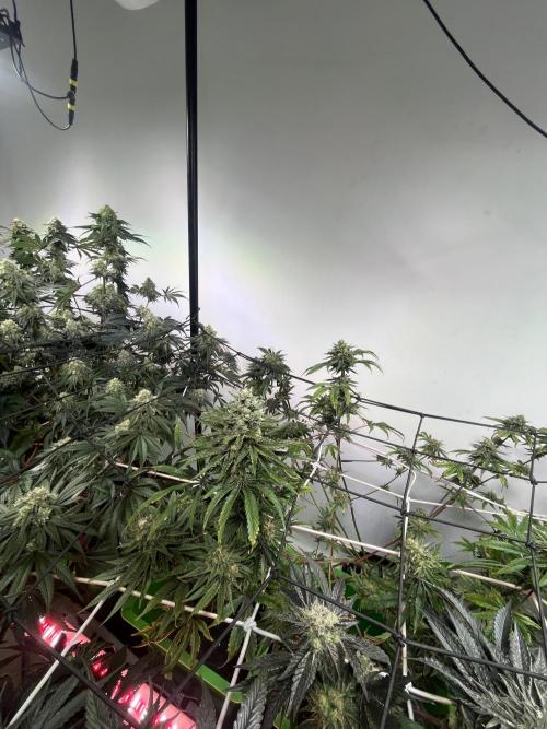 First run with the new Telos Dynamics. Week 10