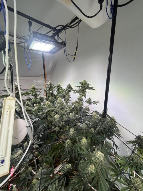 First run with the new Telos Dynamics. Week 10