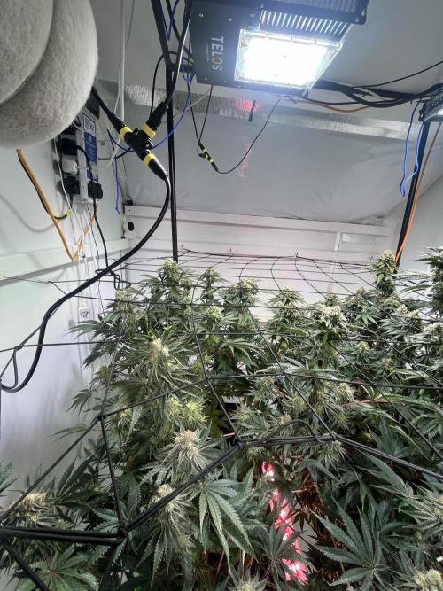 First run with the new Telos Dynamics. Week 10