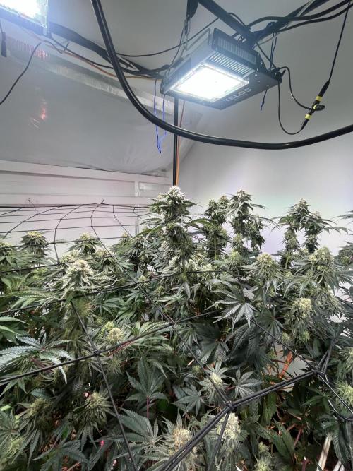 First run with the new Telos Dynamics. Week 10