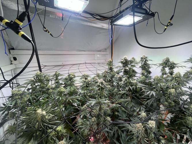 First run with the new Telos Dynamics. Week 10