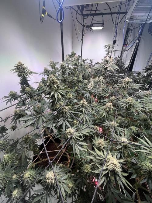 First run with the new Telos Dynamics. Week 10