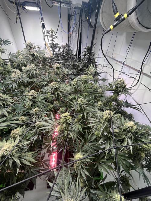 First run with the new Telos Dynamics. Week 10