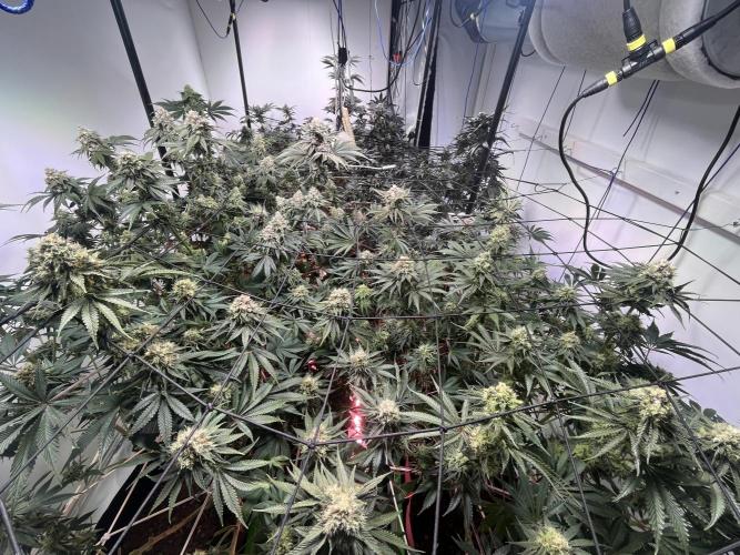 First run with the new Telos Dynamics. Week 10