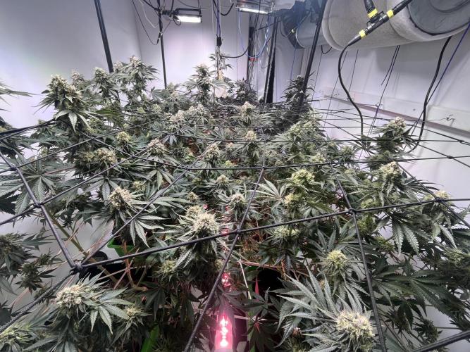 First run with the new Telos Dynamics. Week 10