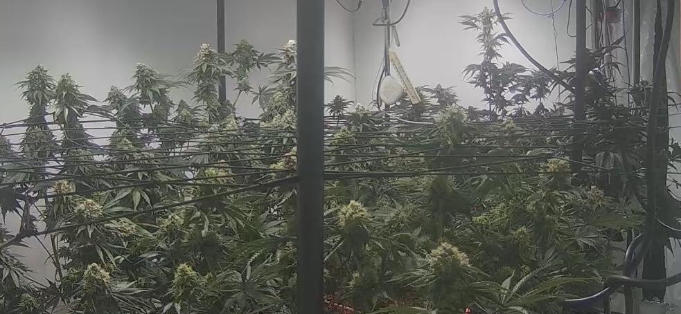 First run with the new Telos Dynamics. Week 10