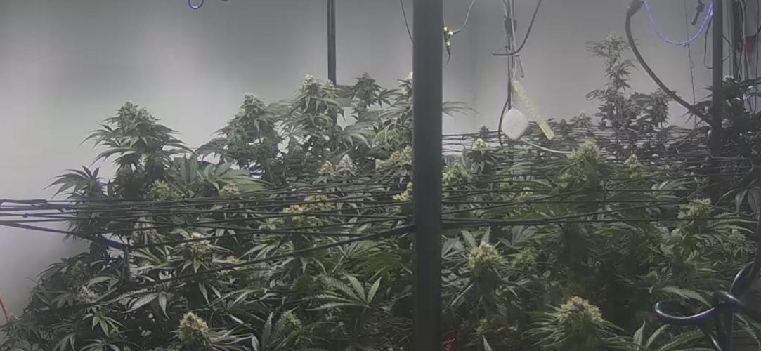 First run with the new Telos Dynamics. Week 10