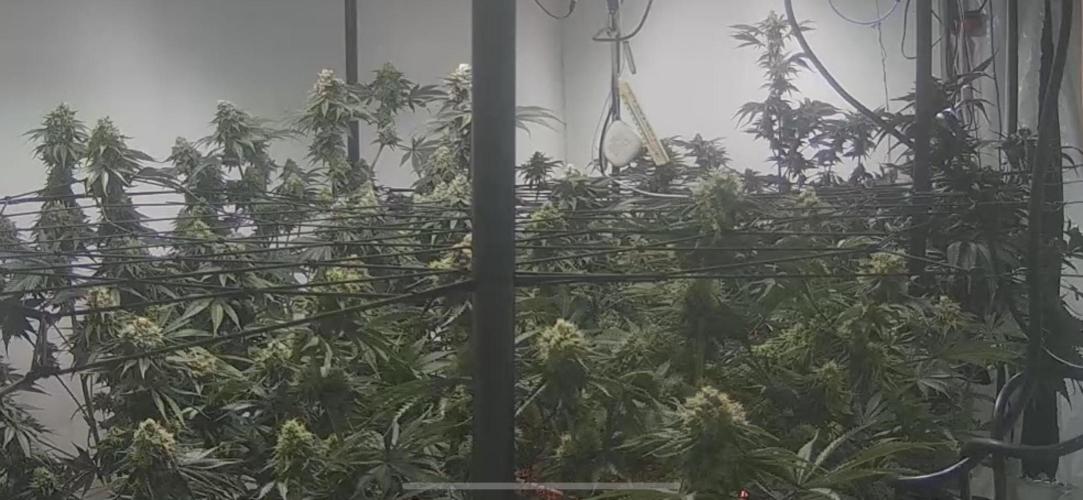 First run with the new Telos Dynamics. Week 10