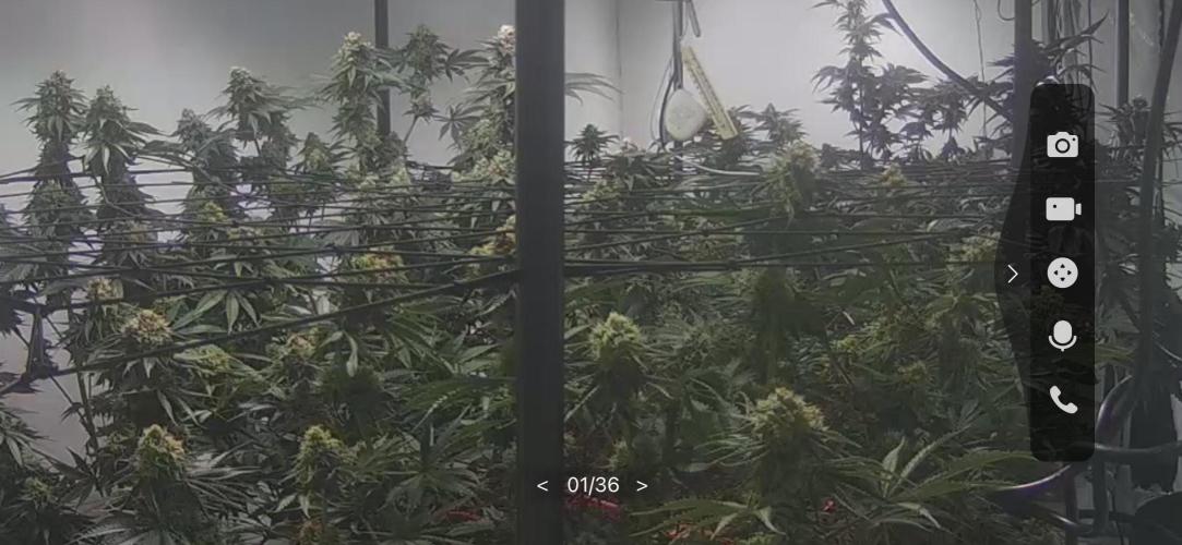 First run with the new Telos Dynamics. Week 10