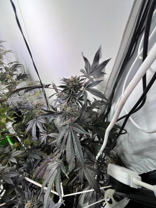 First run with the new Telos Dynamics. Week 11