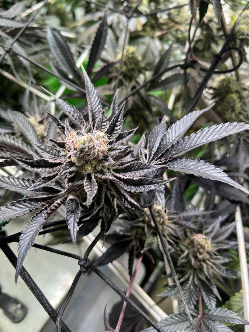 First run with the new Telos Dynamics. Week 11