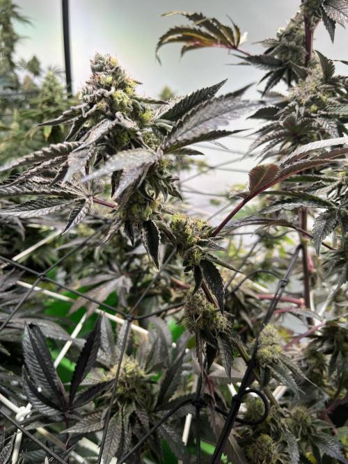 First run with the new Telos Dynamics. Week 11