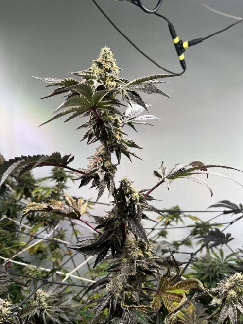 First run with the new Telos Dynamics. Week 11