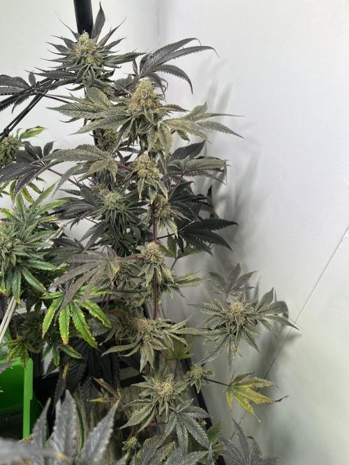 First run with the new Telos Dynamics. Week 11