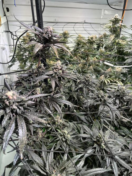 First run with the new Telos Dynamics. Week 11