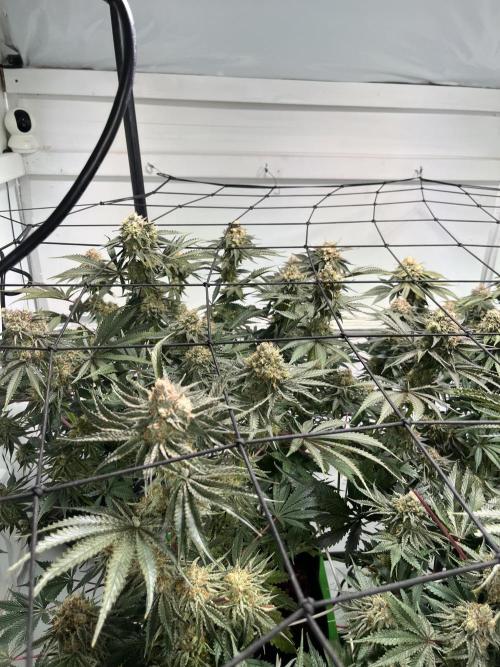 First run with the new Telos Dynamics. Week 11