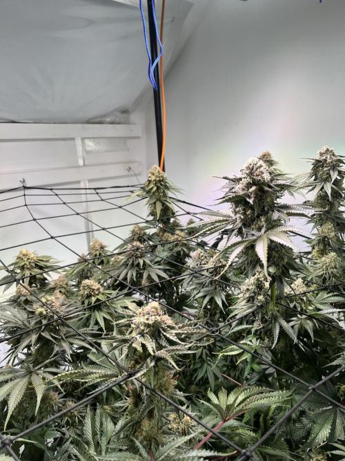 First run with the new Telos Dynamics. Week 11