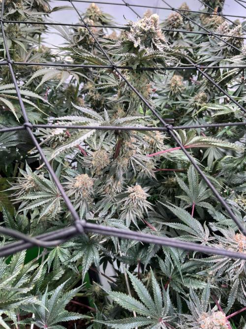 First run with the new Telos Dynamics. Week 11