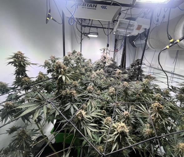 First run with the new Telos Dynamics. Week 11