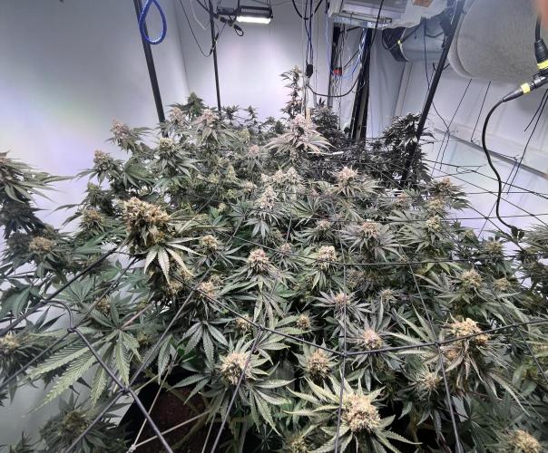 First run with the new Telos Dynamics. Week 11