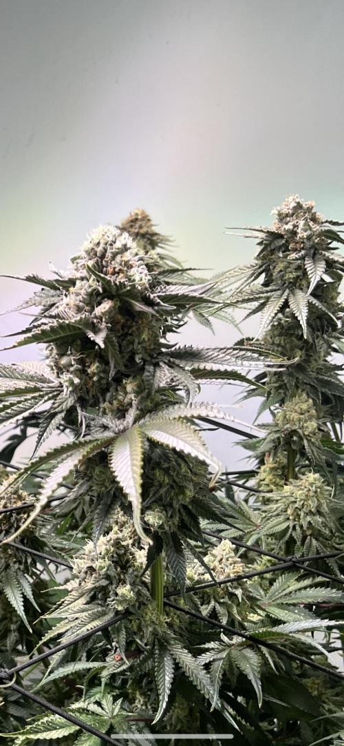 First run with the new Telos Dynamics. Week 11