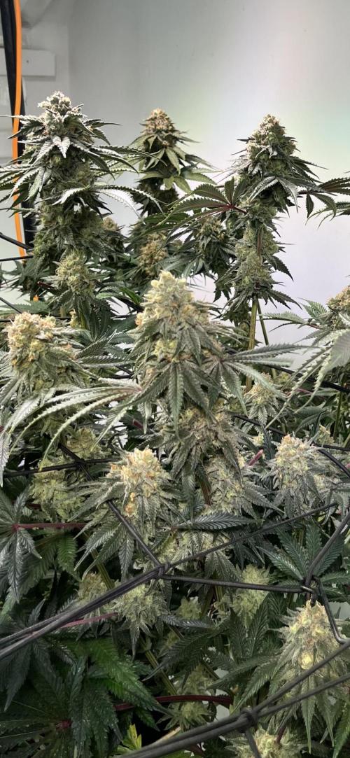 First run with the new Telos Dynamics. Week 11