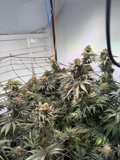 First run with the new Telos Dynamics. Week 12