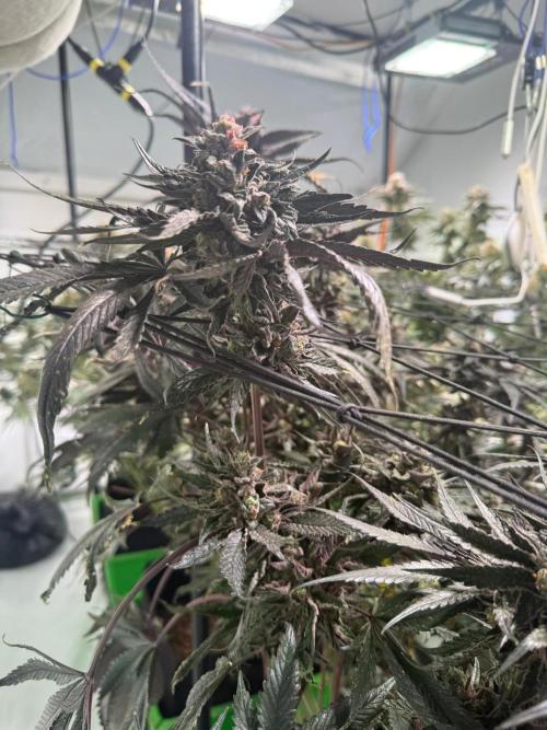 First run with the new Telos Dynamics. Week 12