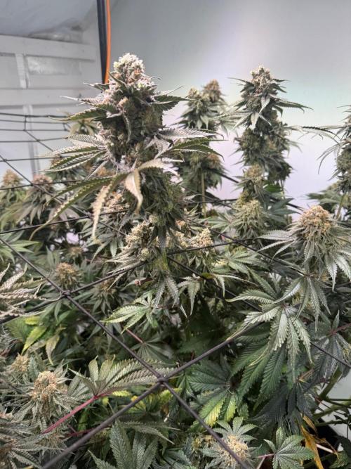 First run with the new Telos Dynamics. Week 12