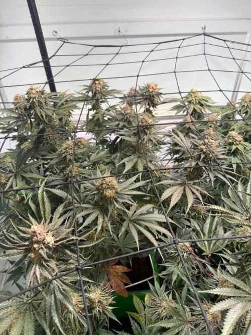 First run with the new Telos Dynamics. Week 12