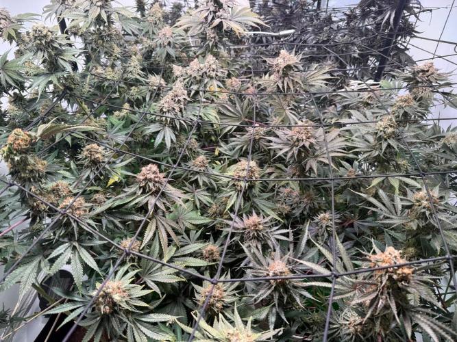 First run with the new Telos Dynamics. Week 12