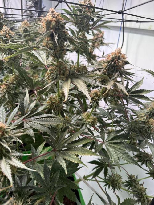 First run with the new Telos Dynamics. Week 12